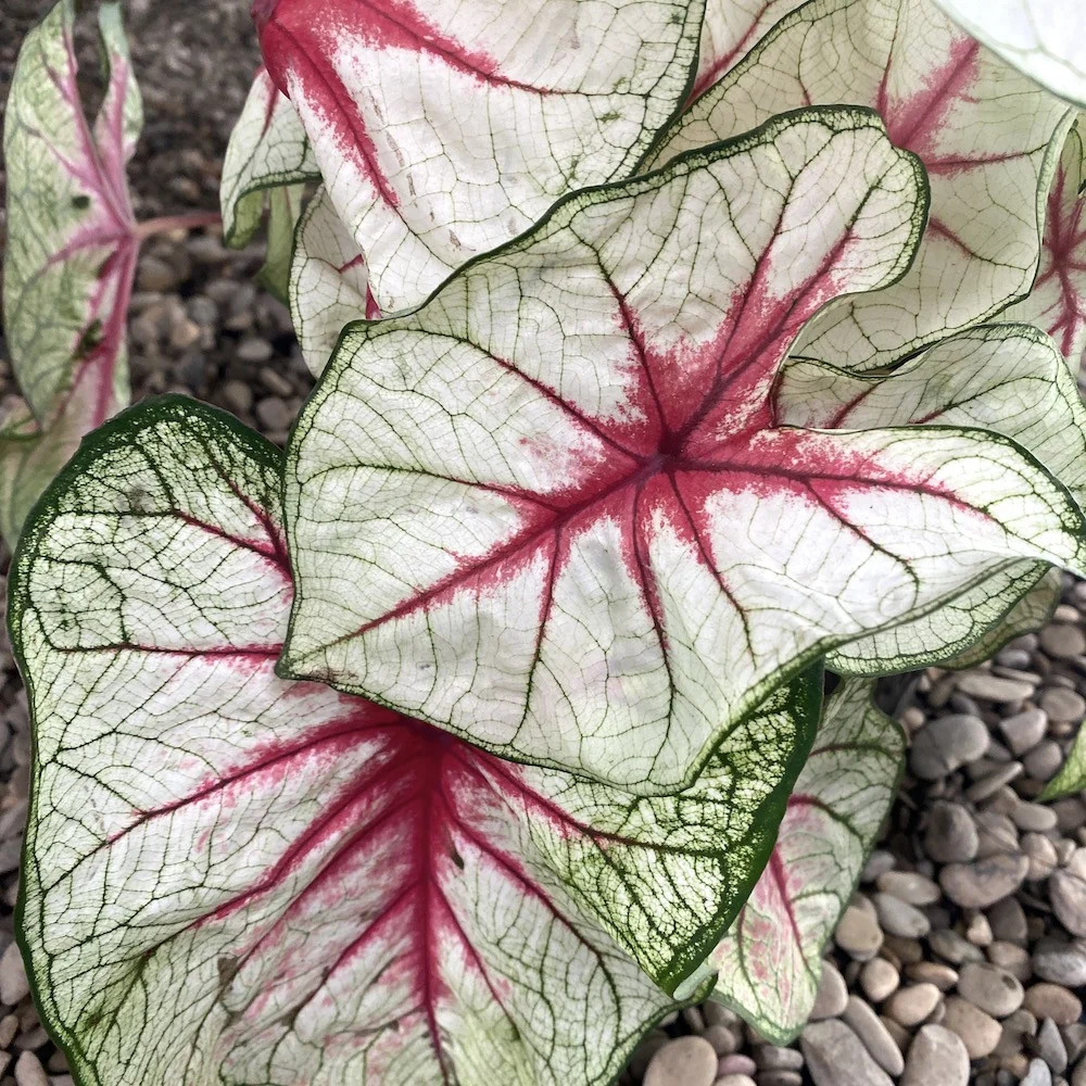 Caladium White Queen XL