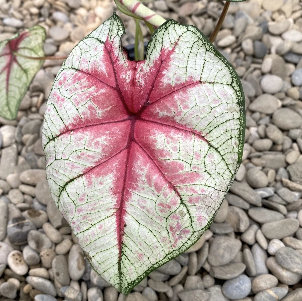 Caladium White Queen XL