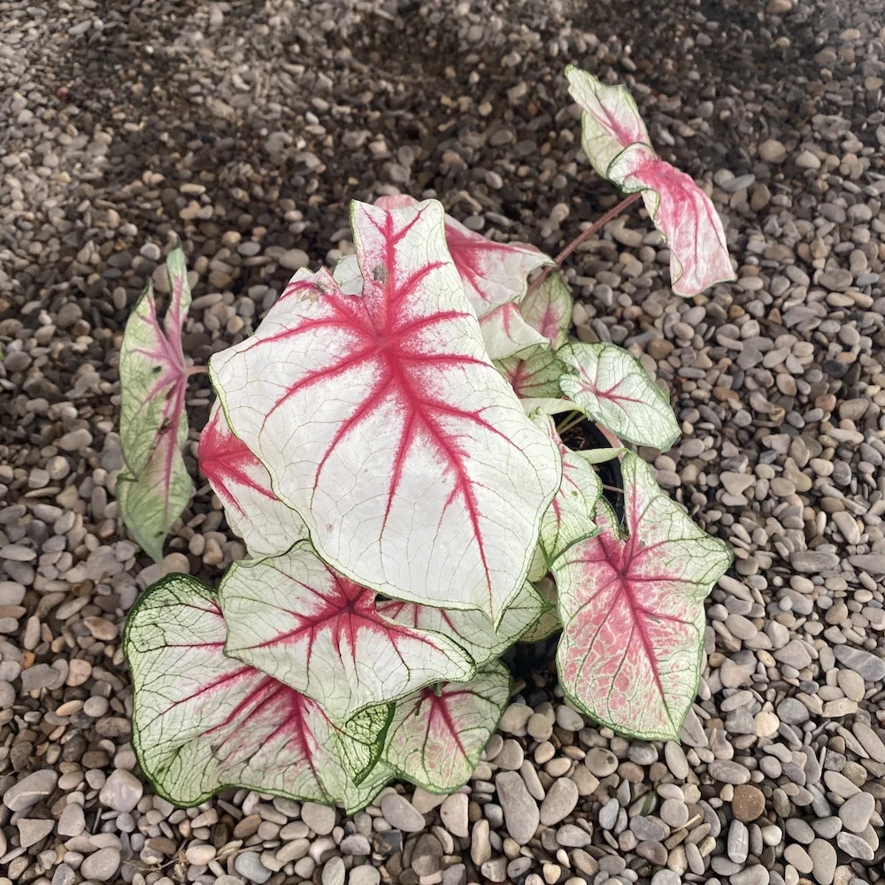 Caladium White Queen XL