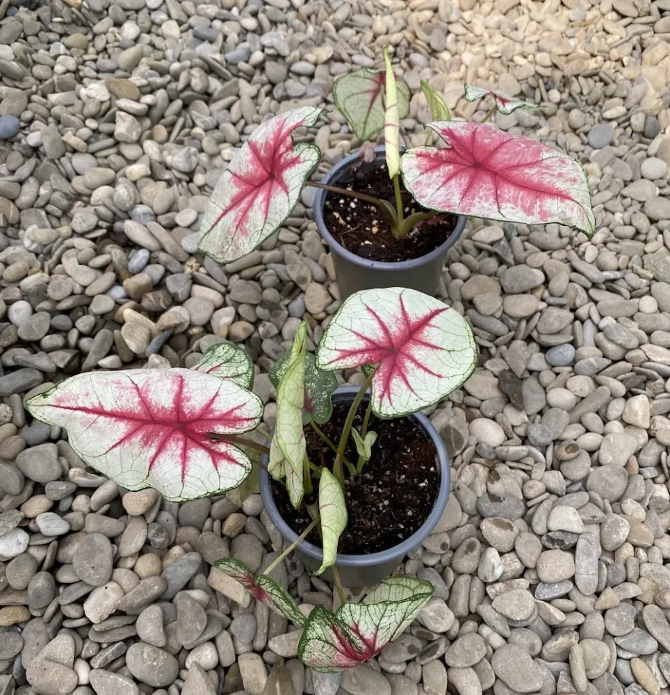 Caladium White Queen XL