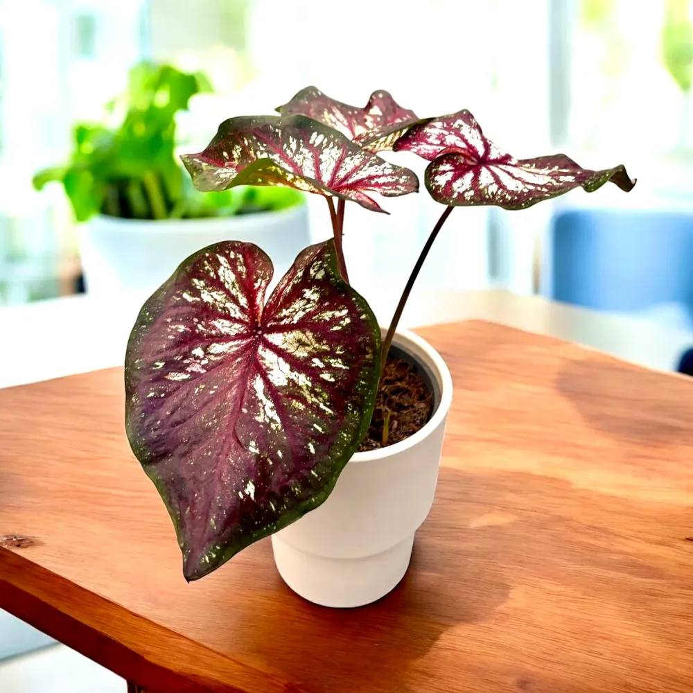 Caladium 'Xplosion' – planta de interior cu frunze colorate artistic