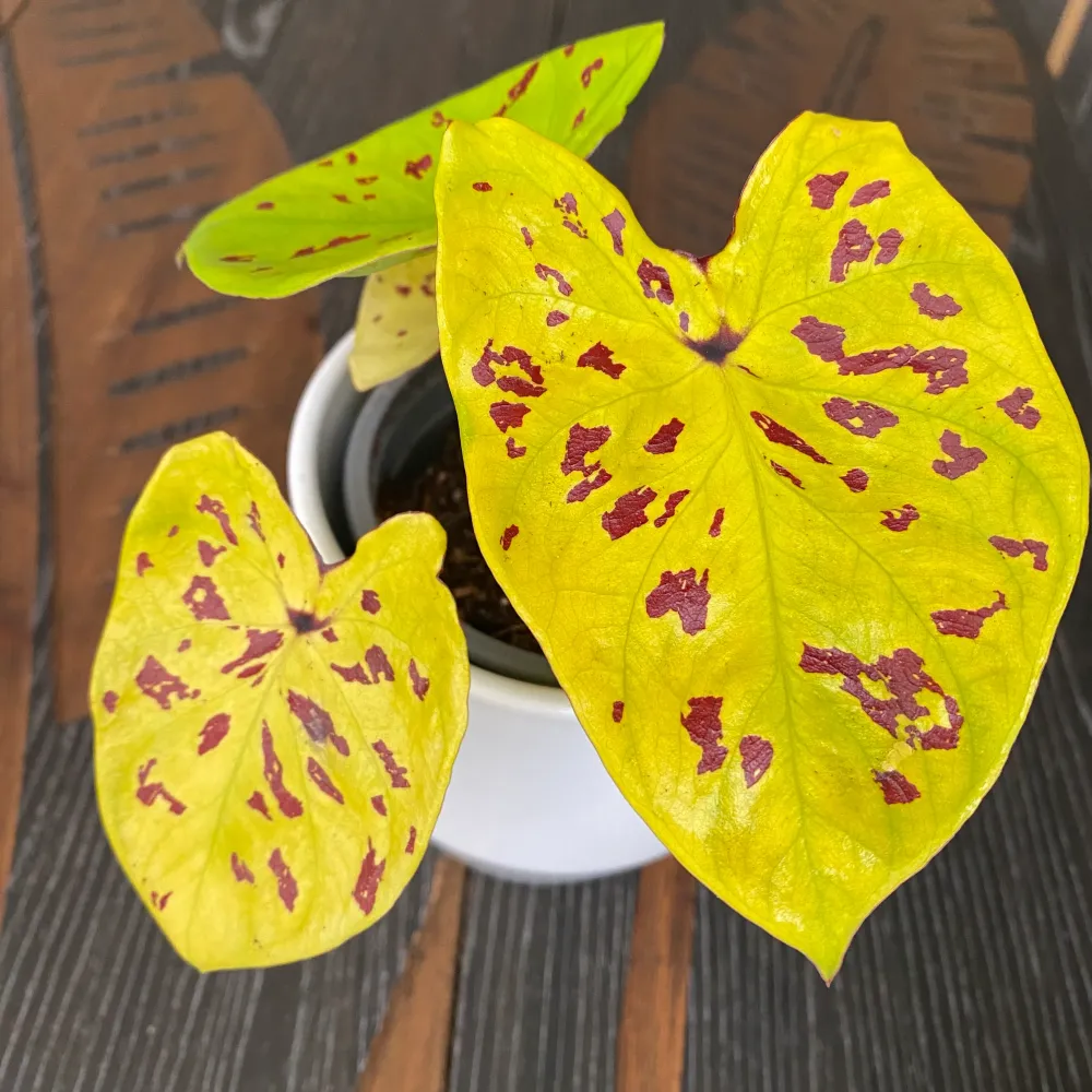 Caladium 'Yellow Leopard'