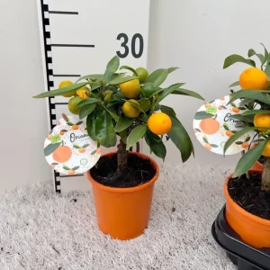 Calamondin Oriana (Citrina) D12