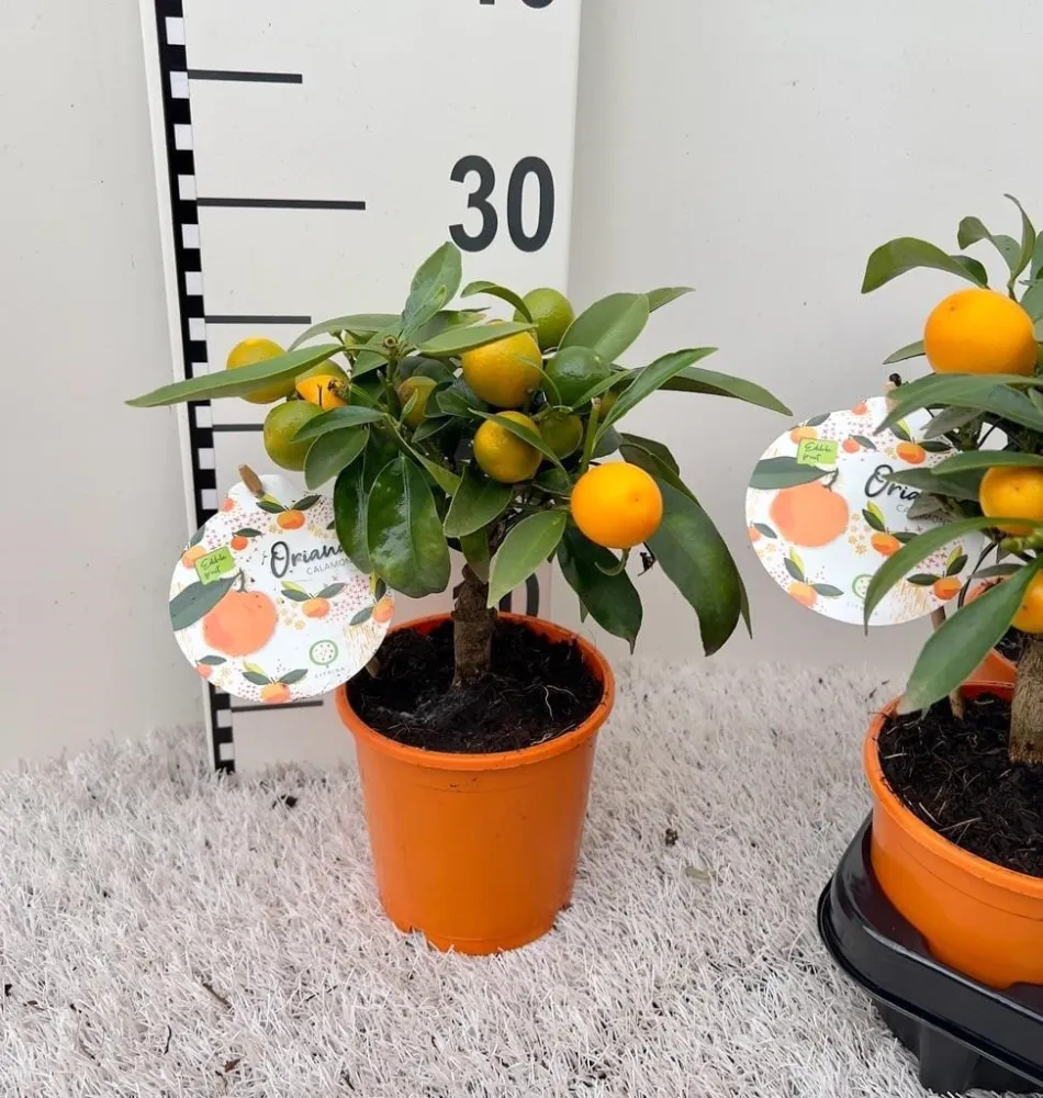 Calamondin Oriana (Citrina) D12
