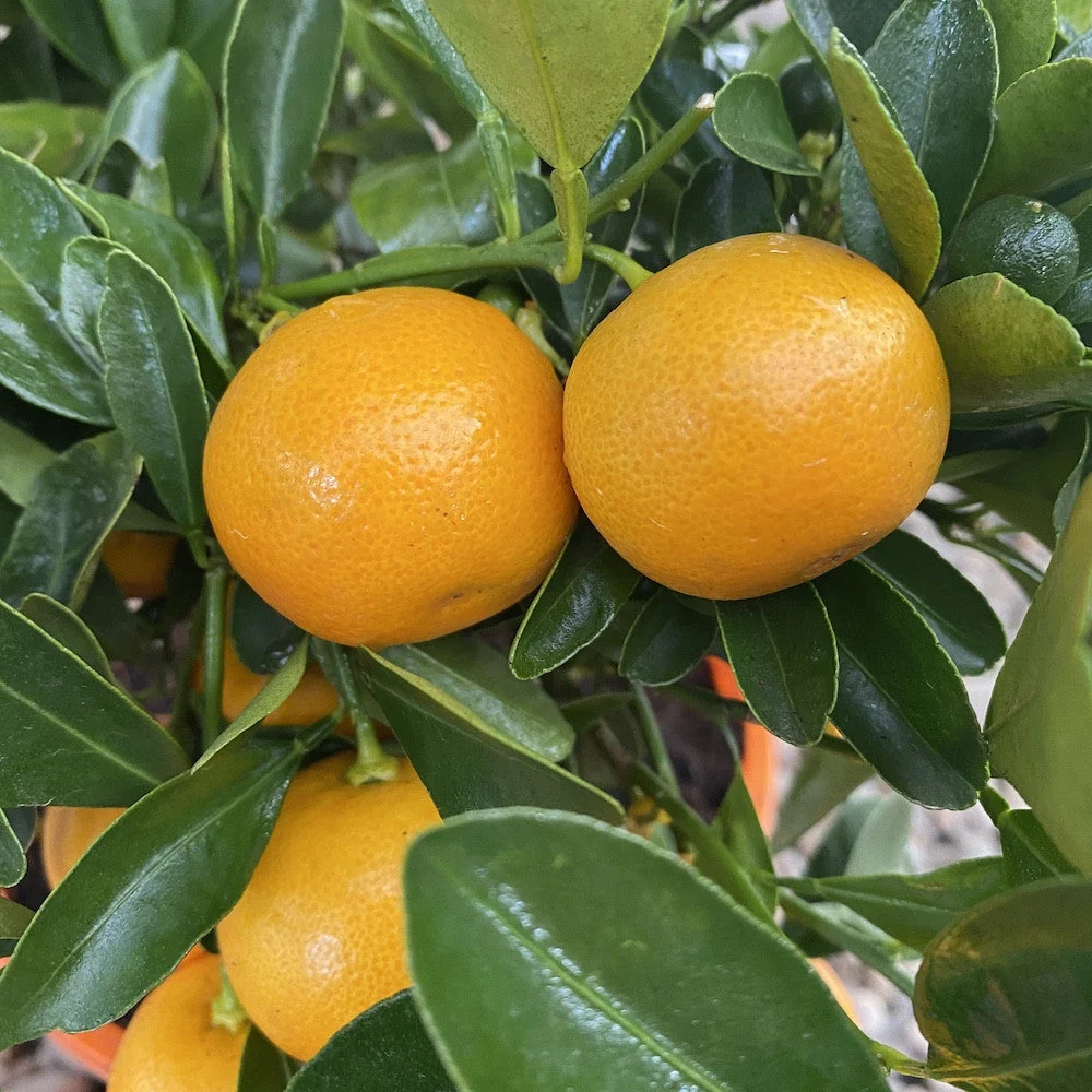 Calamondin Oriana (Citrina) D12
