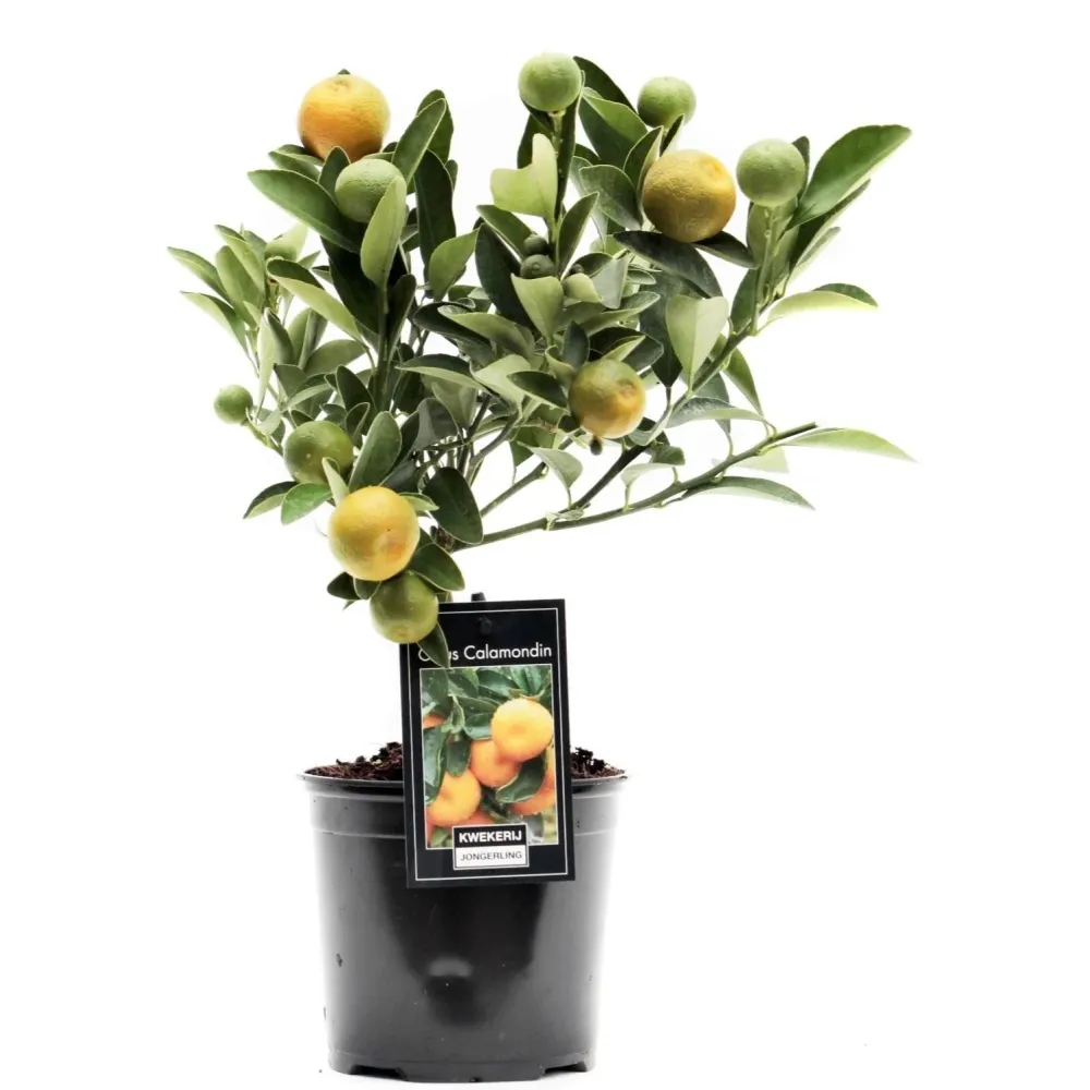 Calamondin pe picior - Mandarin Pitic