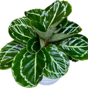 Calathea ‘Apple Bee’