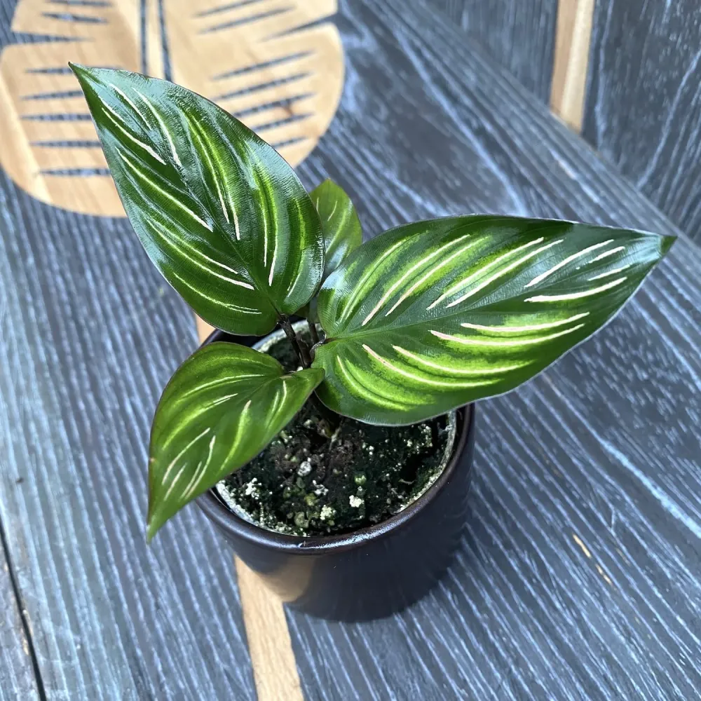 Calathea Beauty Star (babyplant)