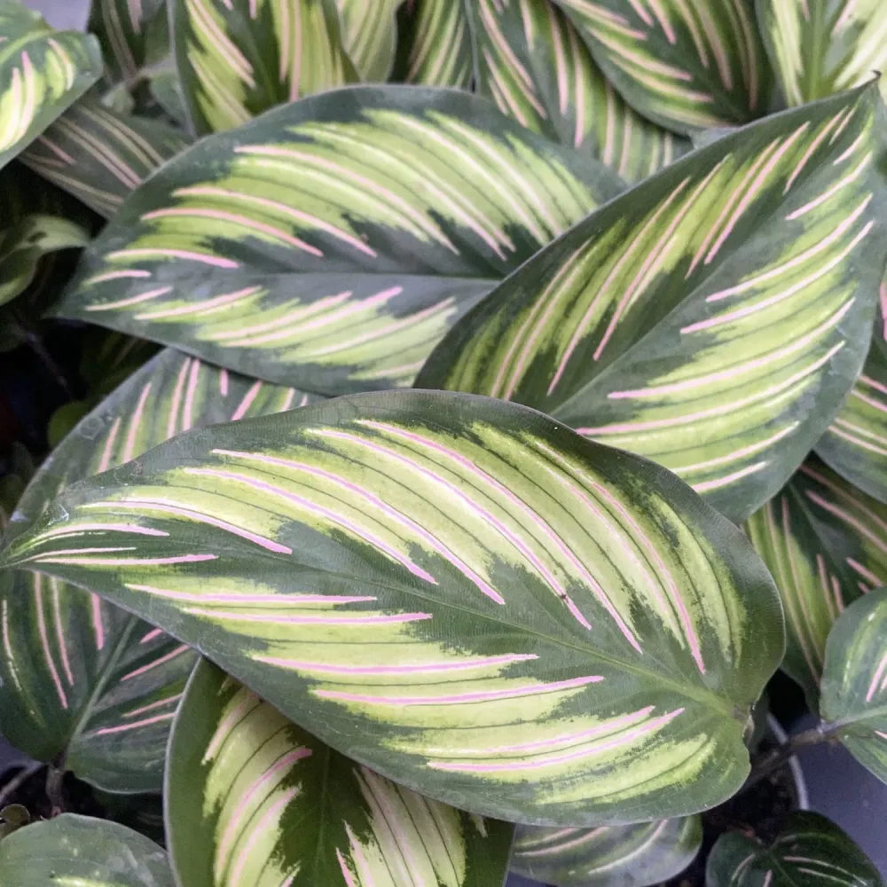 Calathea Beauty Star (babyplant)