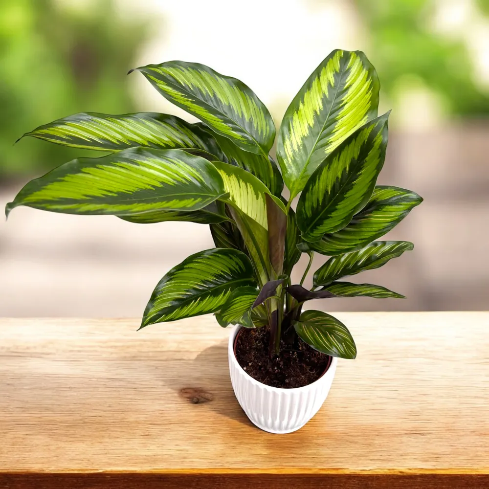 Calathea ‘Beauty Star’ (Pinstripe) – frunzis tropical dungi elegante