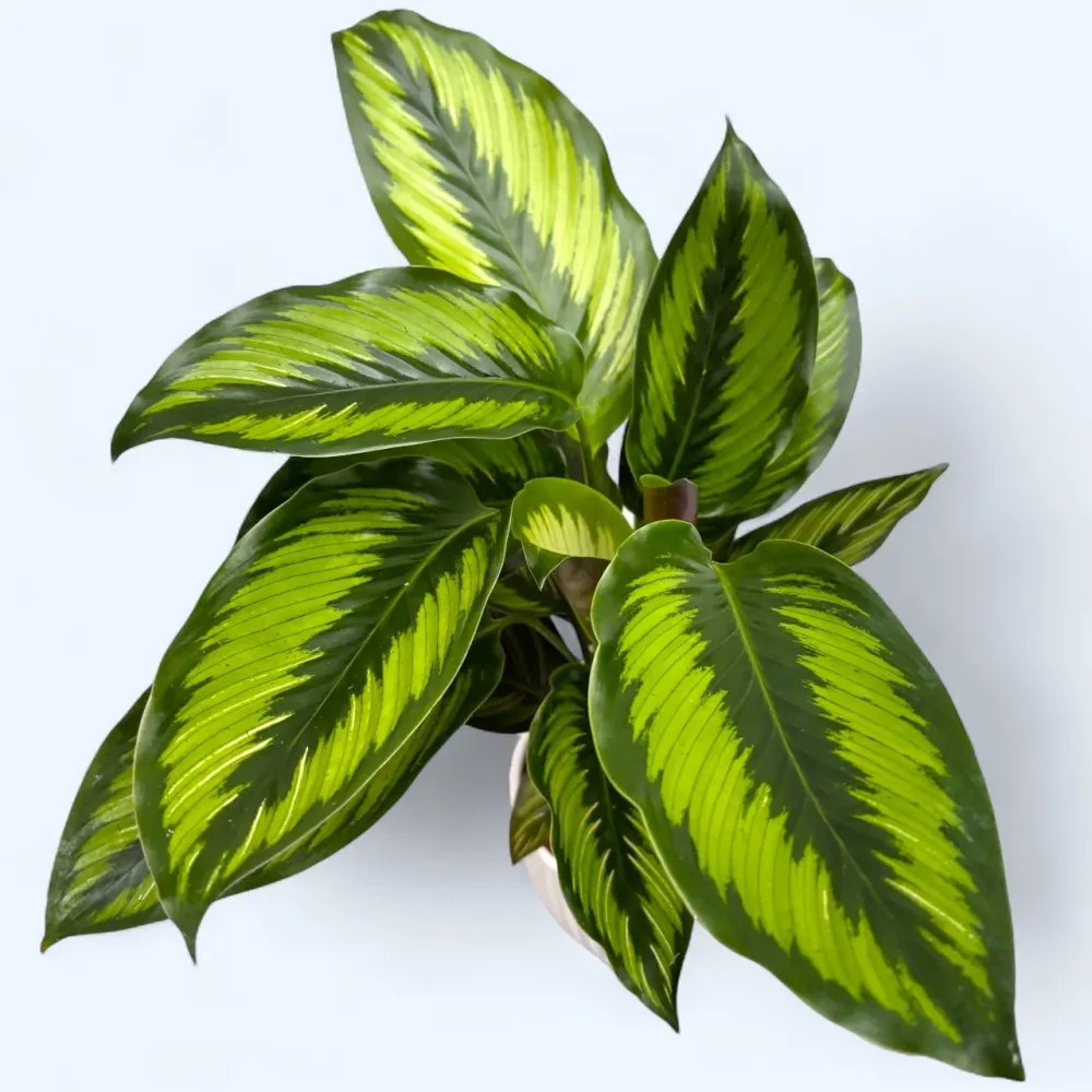 Calathea ‘Beauty Star’ (Pinstripe) – frunzis tropical dungi elegante