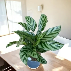 Calathea concinna ‘Freddie’