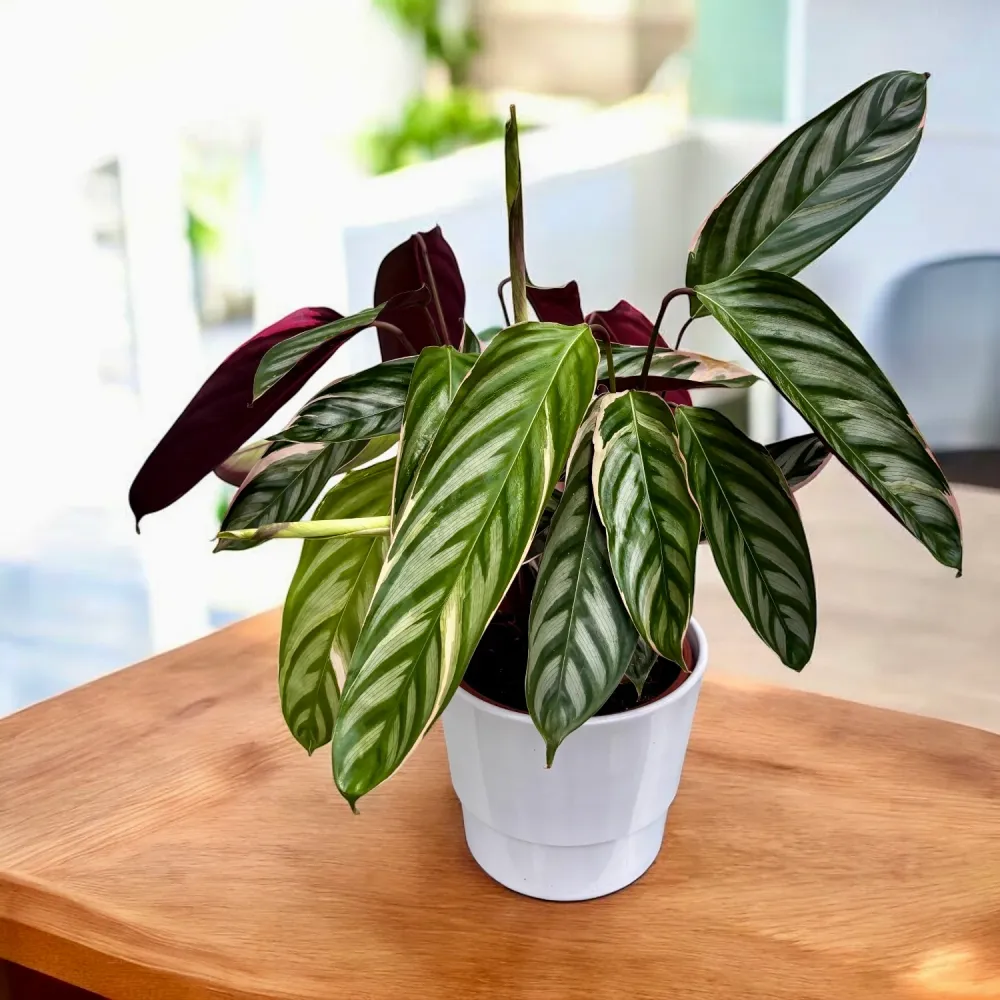 Calathea Ctenanthe oppenheimiana ‘Tricolor’ - frunzis exotic pictat nuante vii