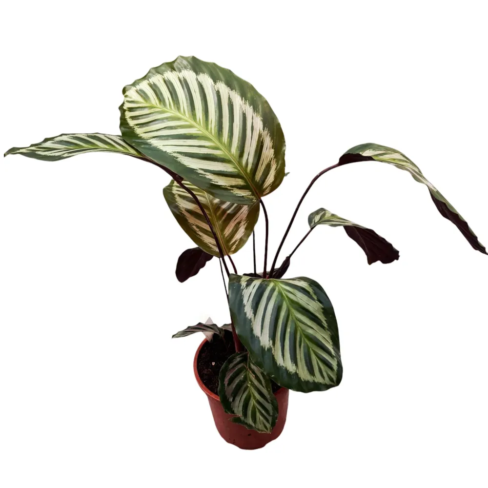 Calathea - exemplare XL
