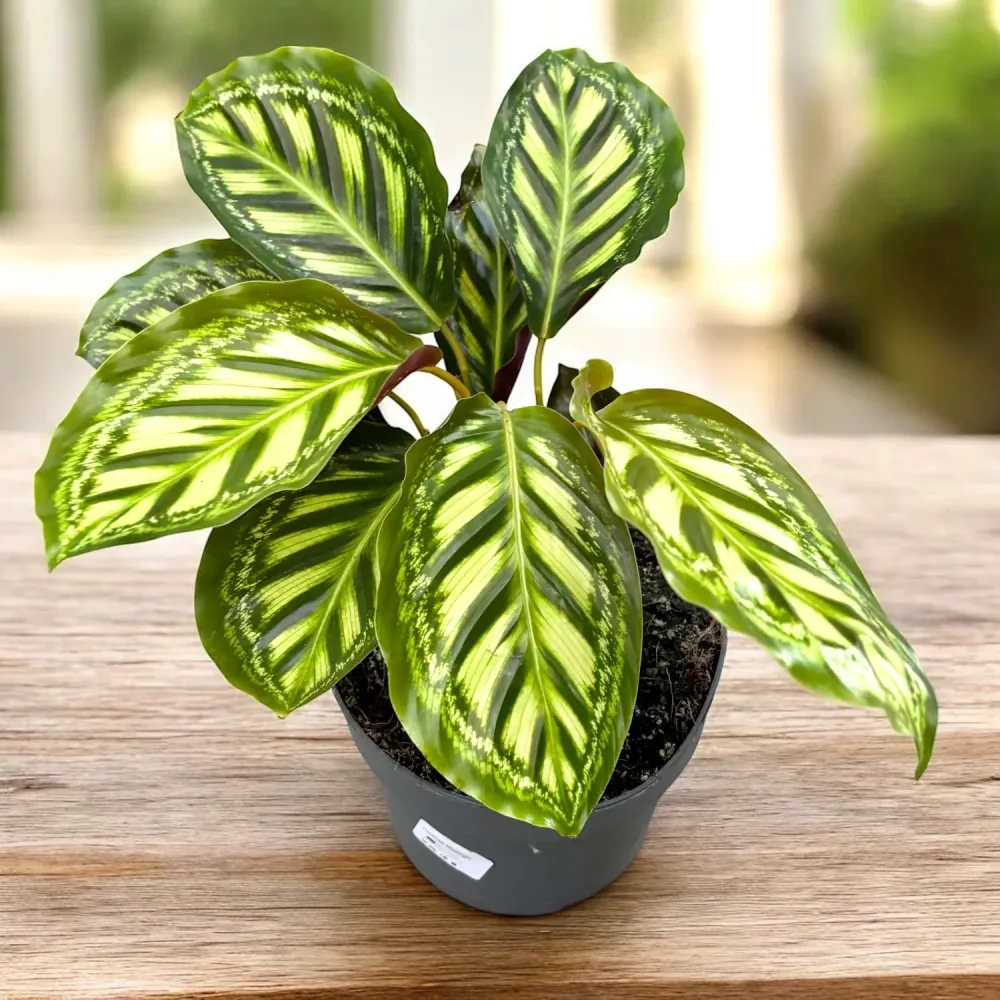 Calathea Flamestar XL - Planta paun