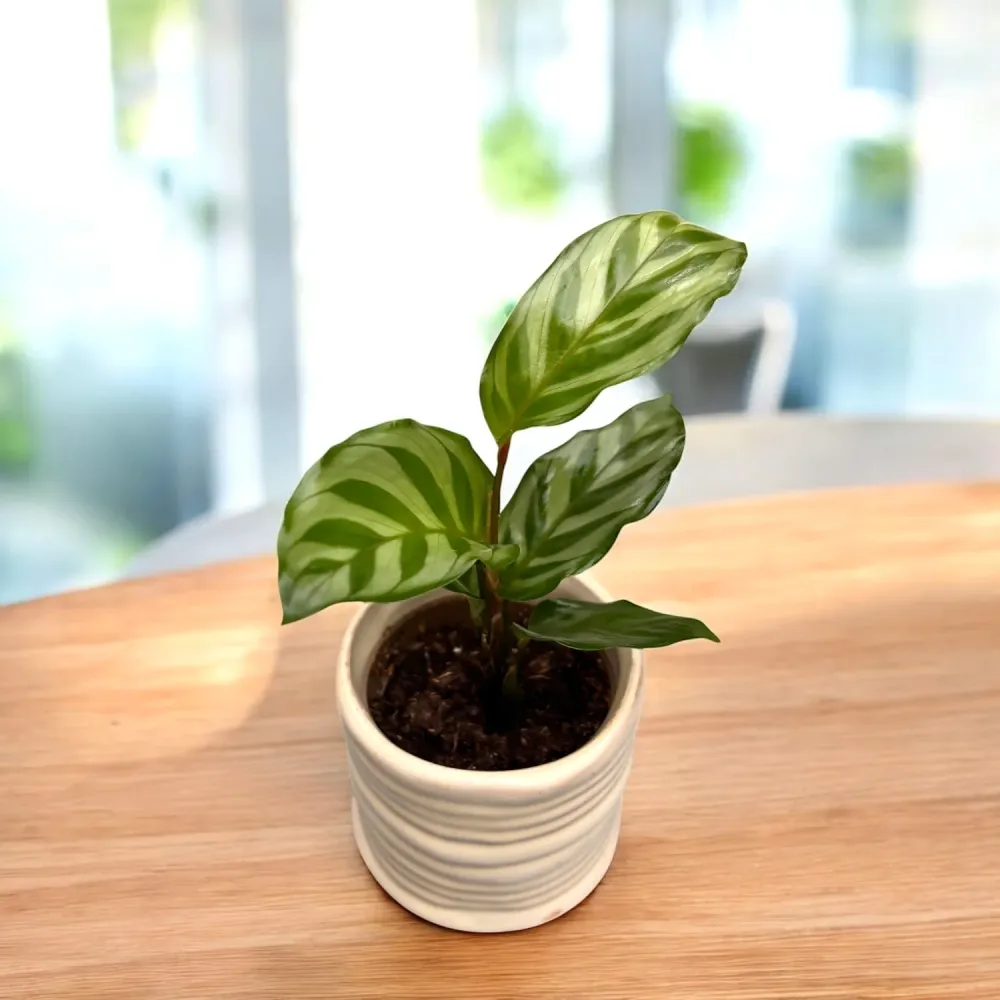 Calathea Freddie D6 - babyplant