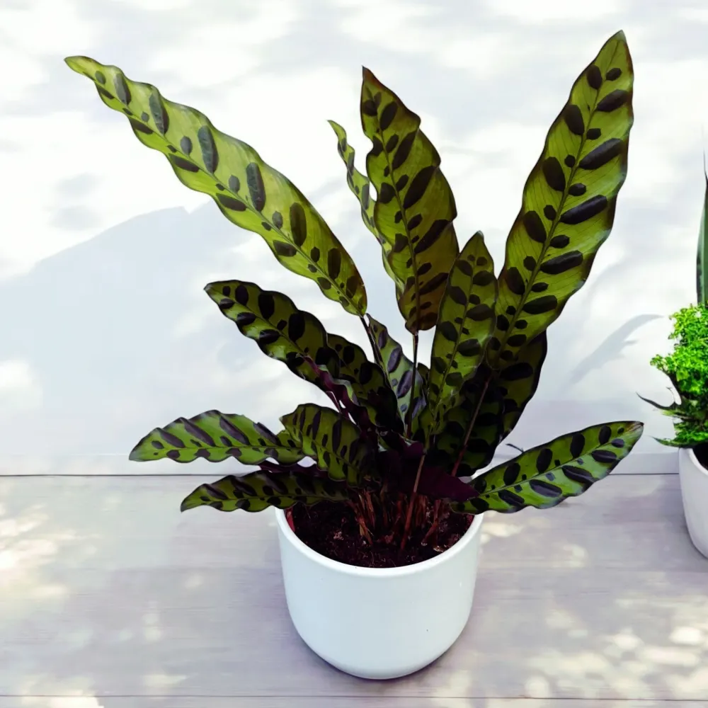 Calathea (Goeppertia) lancifolia ‘Insigne’ – Rattlesnake, frunze ondulate cu model exotic