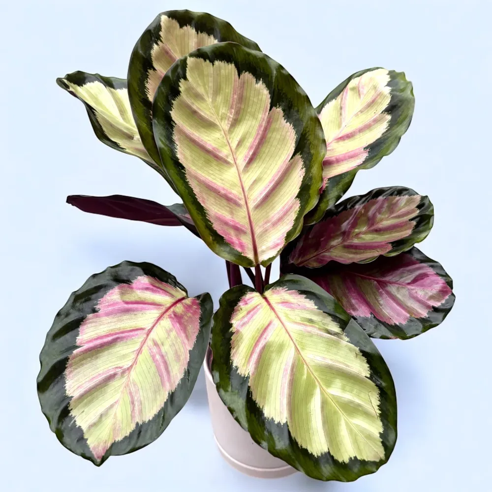 Calathea (Goeppertia) ‘Silvia’ – frunze pastel cu nervuri roz discrete