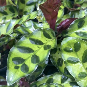 Calathea Lancifolia Insigne (babyplant) - planta paun