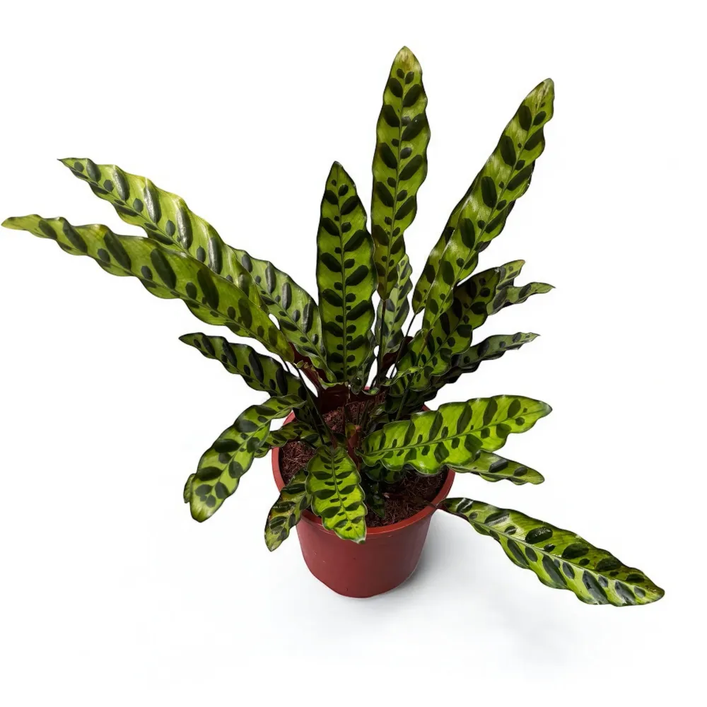Calathea Lancifolia Insigne (Calathea Rattlesnake)