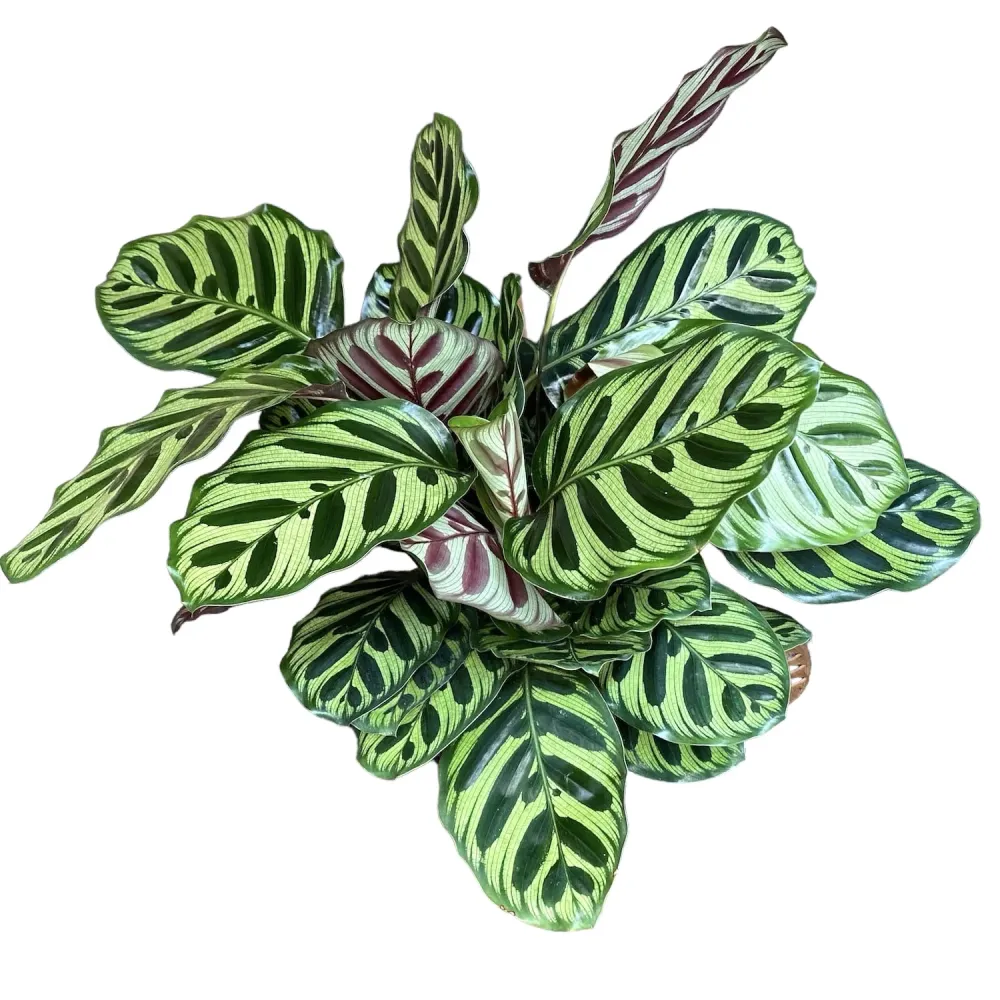 Calathea Makoyana (planta paun) - exemplare XL