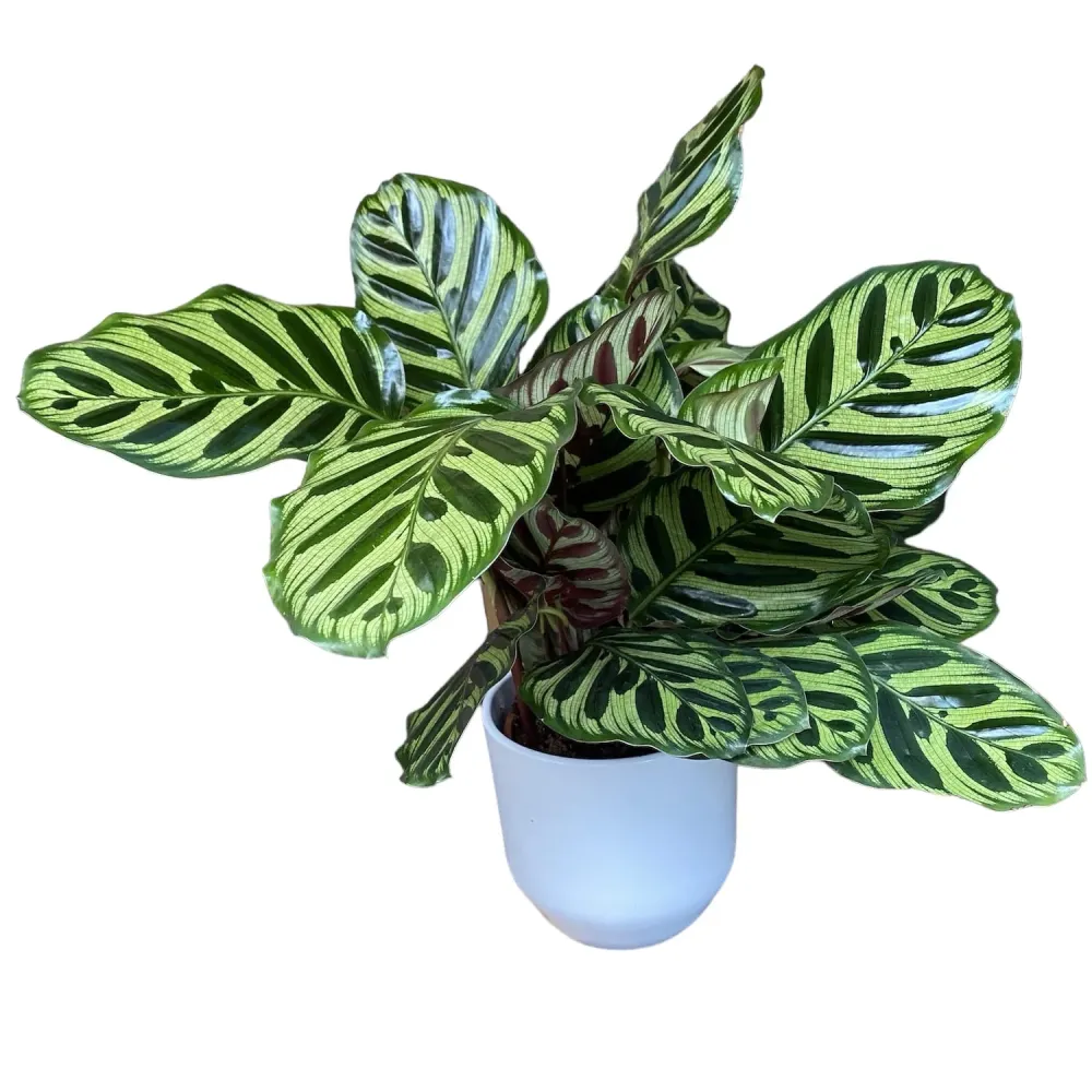 Calathea Makoyana (planta paun) - exemplare XL