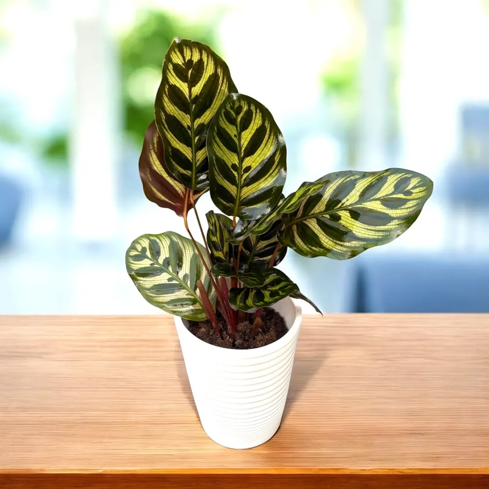 Calathea makoyana – planta paun cu frunzis spectaculos pictat