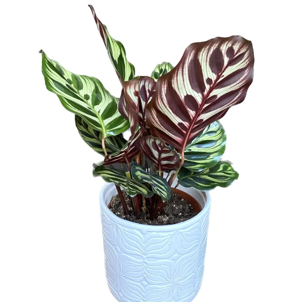 Calathea makoyana – planta paun cu frunzis spectaculos pictat
