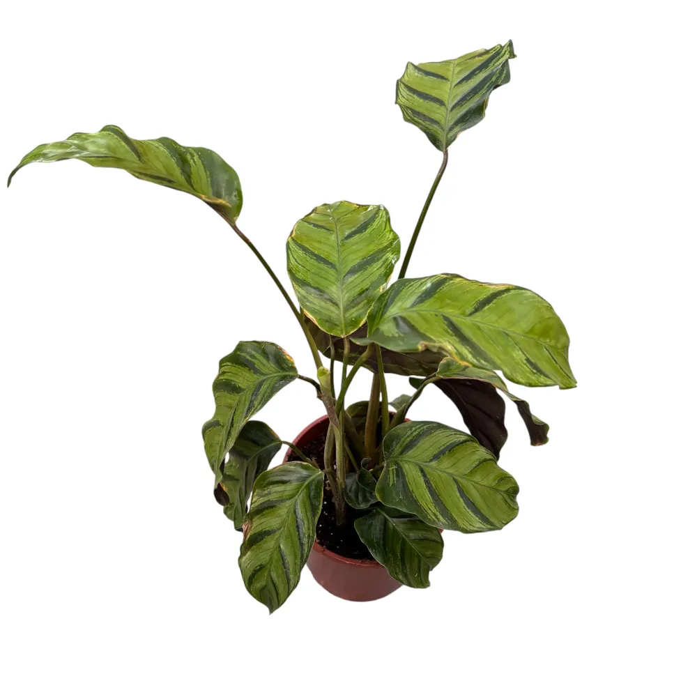 Calathea ‘Misto’