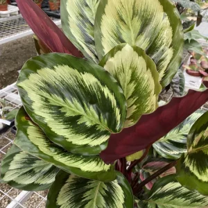 Calathea Misty XL - Planta paun