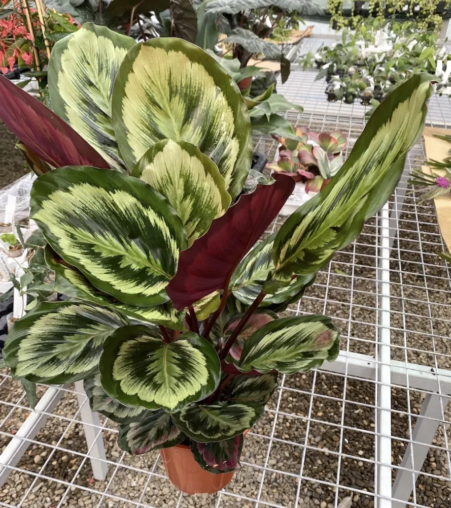 Calathea Misty XL - Planta paun