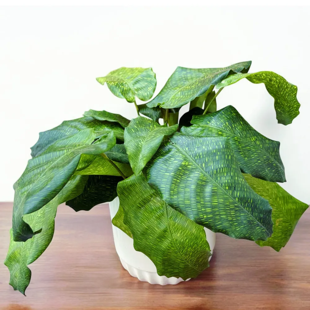 Calathea ‘Network’ – Planta de interior cu frunze verzi decorative si model geometric unic