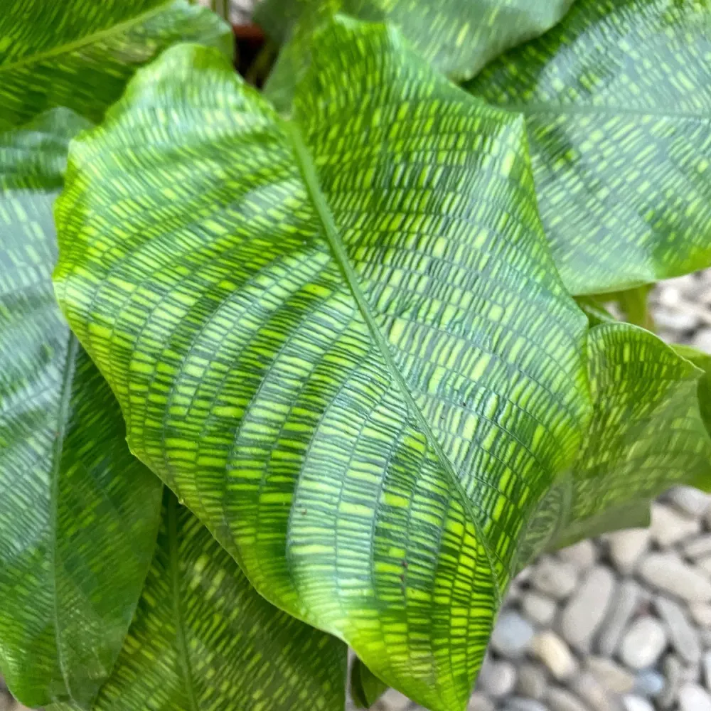 Calathea ‘Network’ – Planta de interior cu frunze verzi decorative si model geometric unic