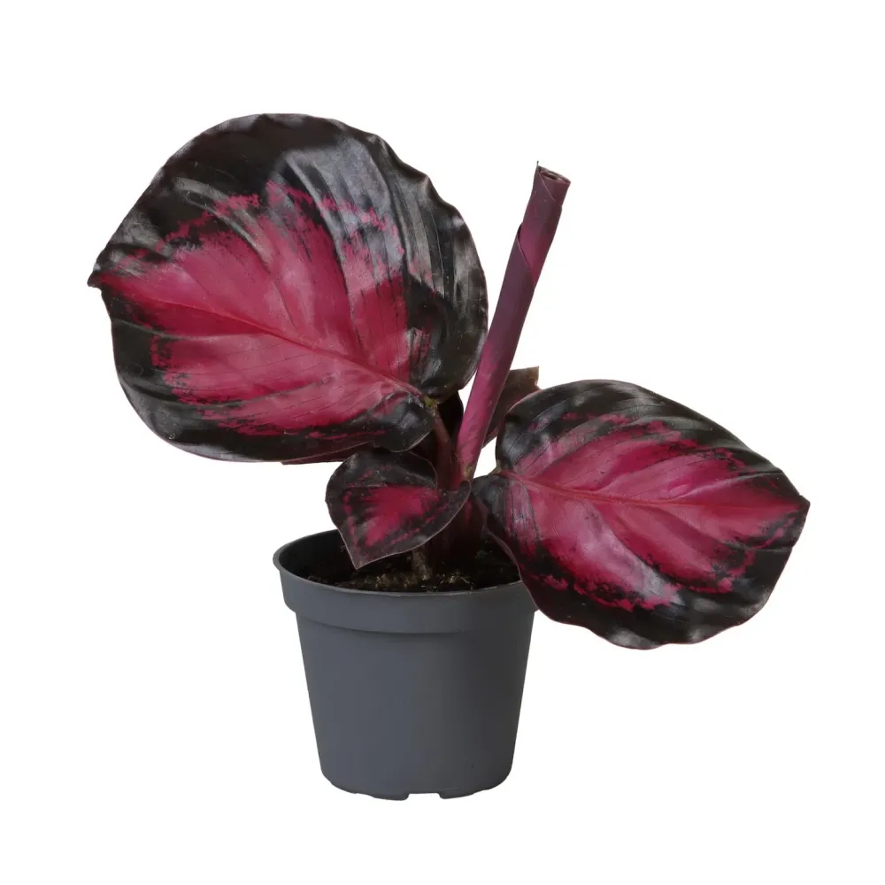 Calathea picturata Crimson babyplant