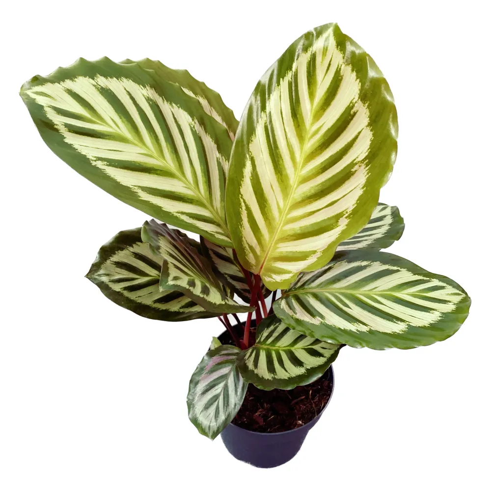 Calathea roseopicta Cora