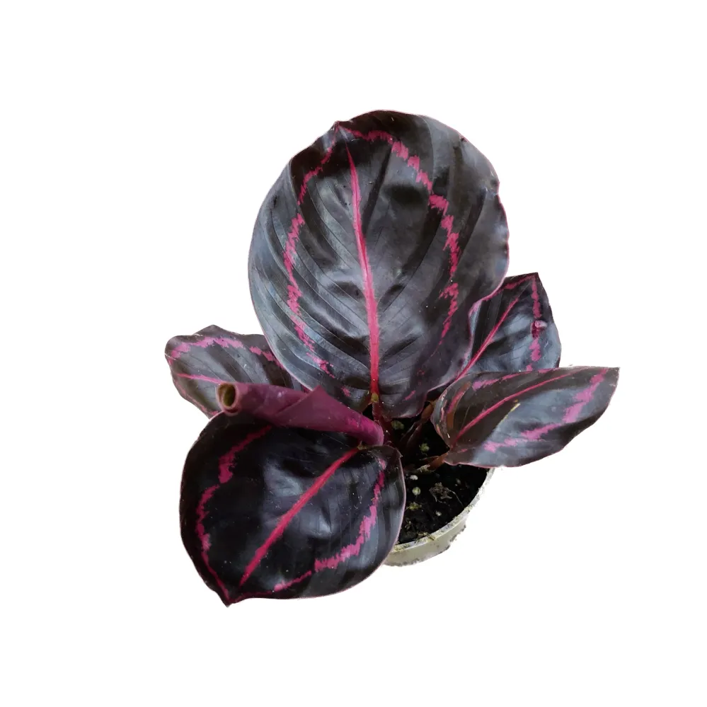 Calathea roseopicta 'Dottie' babyplant