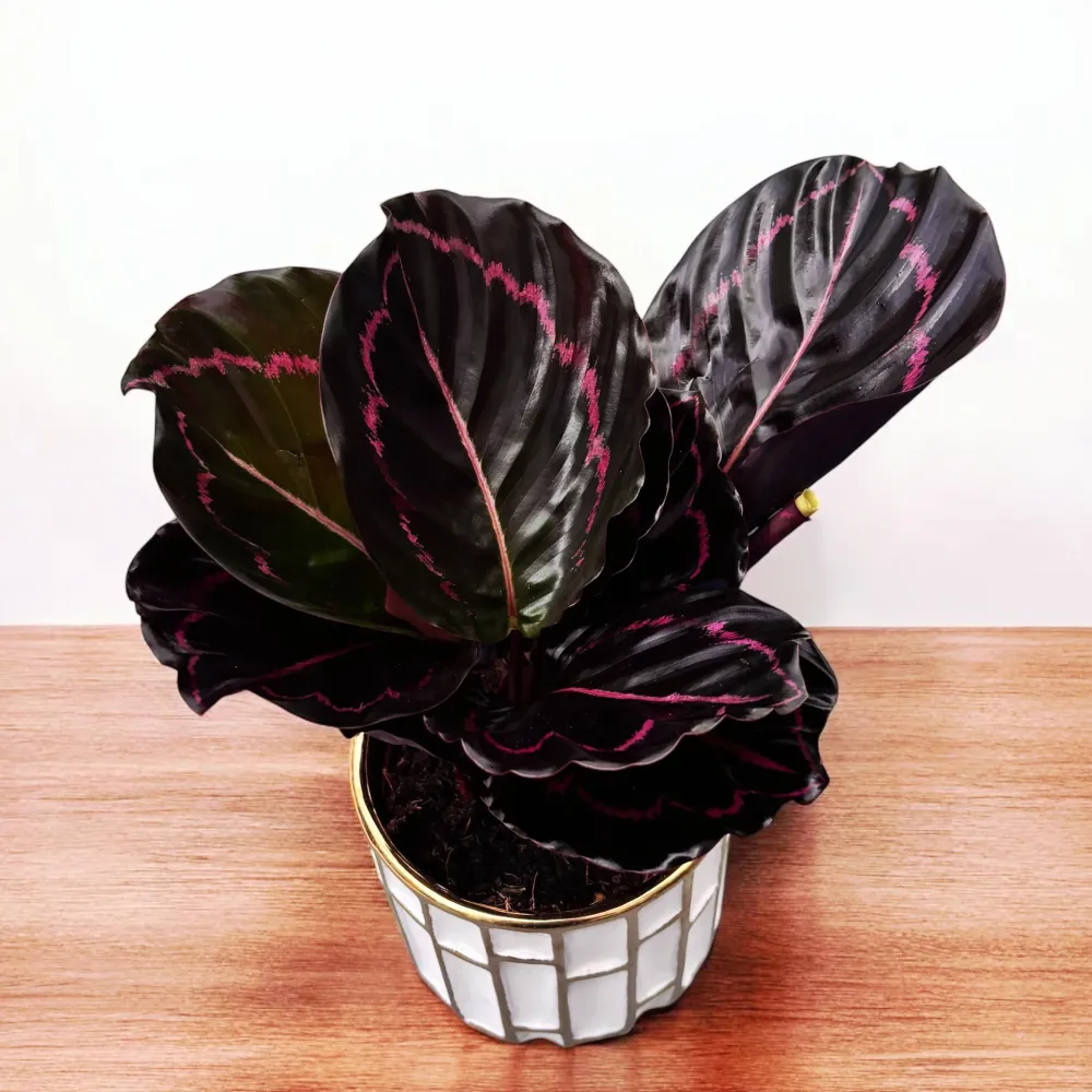 Calathea roseopicta 'Dottie' (bush)