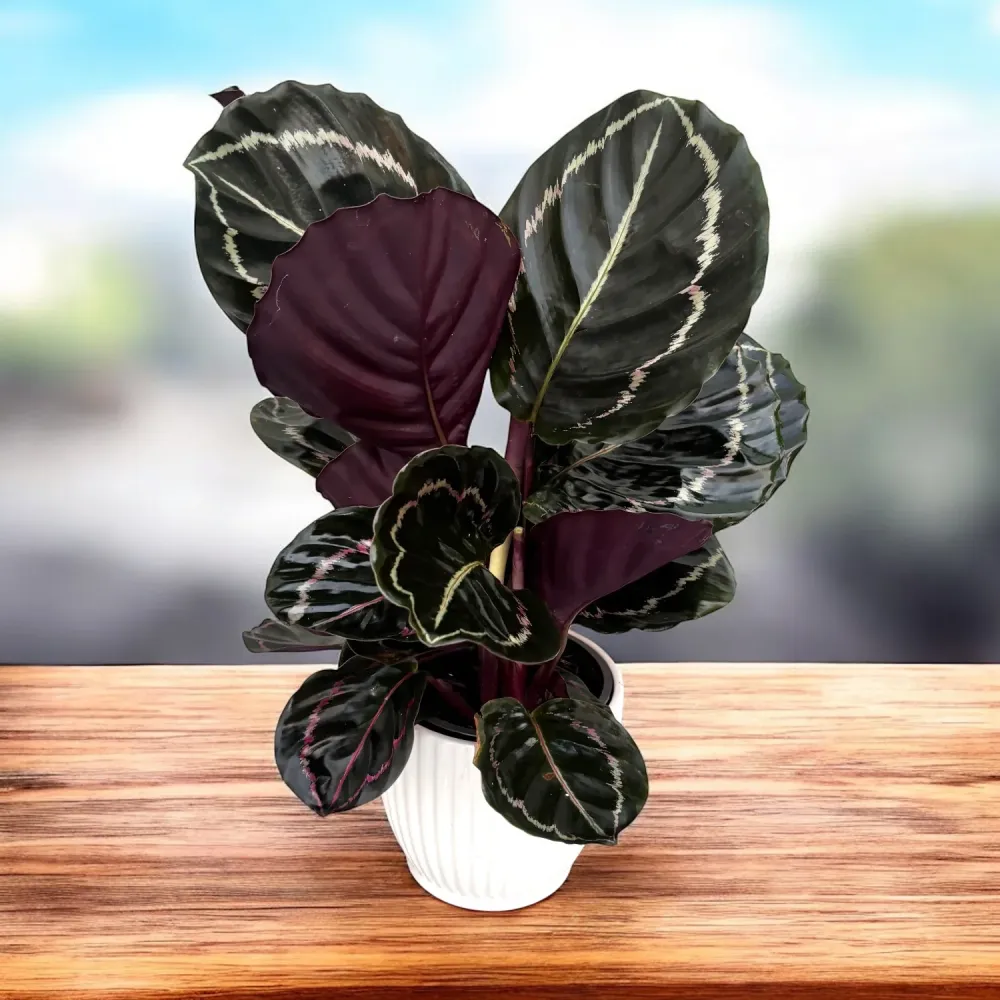 Calathea roseopicta 'Dottie Green' (bush)