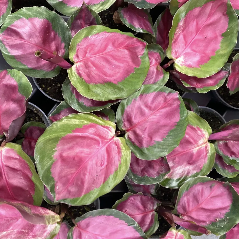 Calathea Roseopicta Rosy (babyplant)