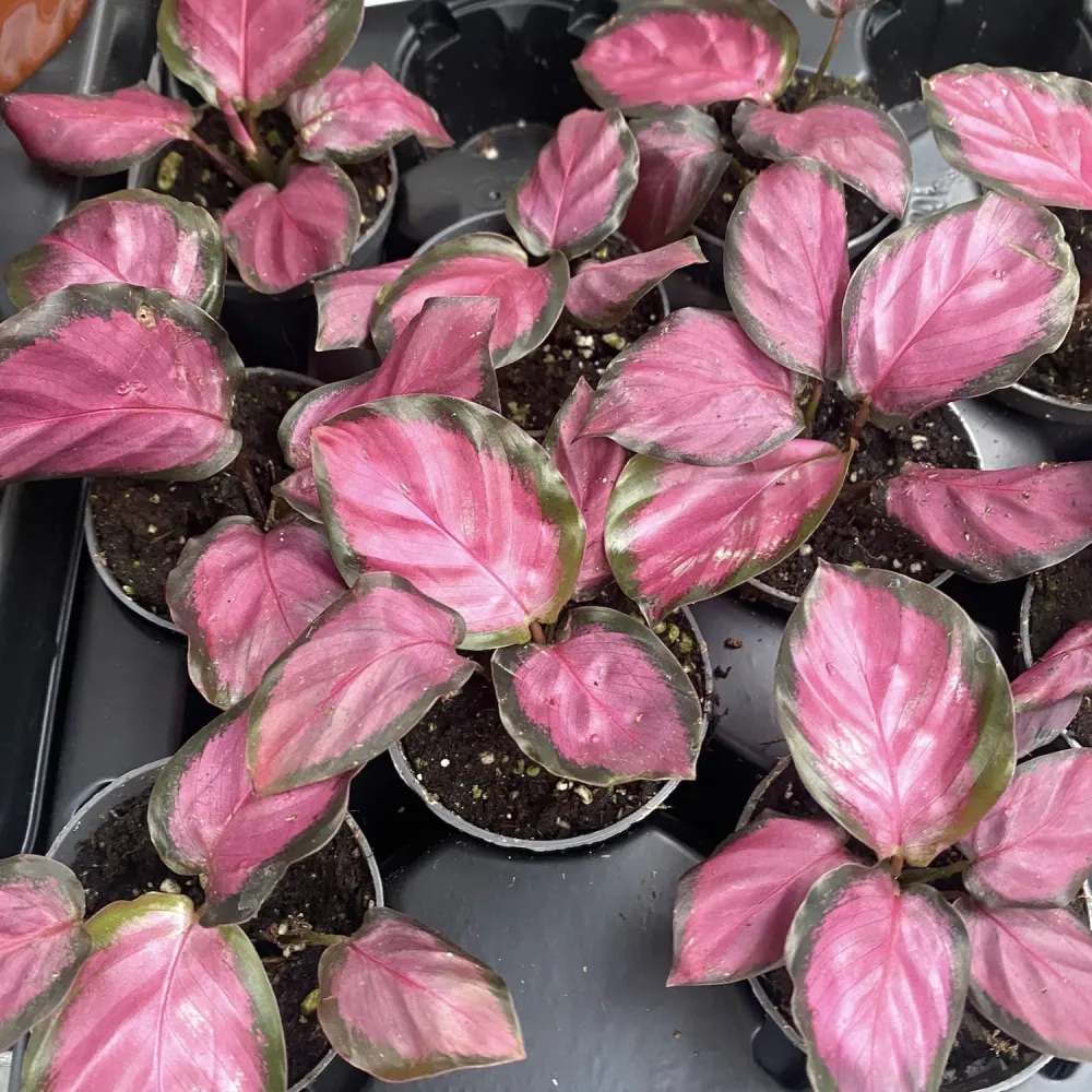 Calathea Roseopicta Rosy (babyplant)