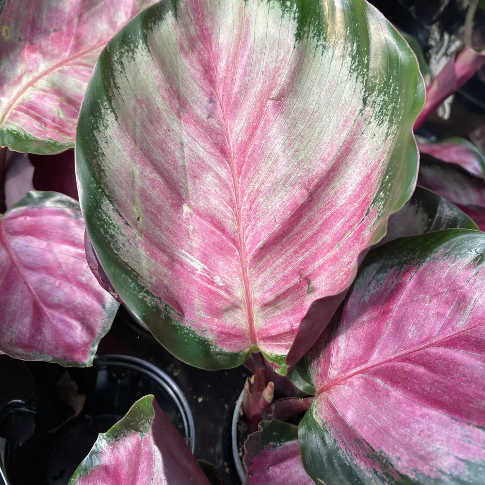 Calathea Roseopicta Rosy (babyplant)