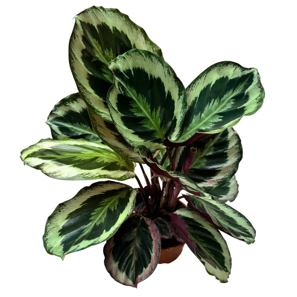 Calathea roseopicta 'Shinestar' D14