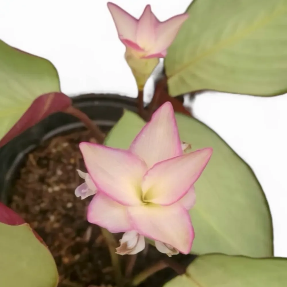 Calathea roseopicta ‘Silver Plate’ - frunzis metalic cu reflexe roz argintii