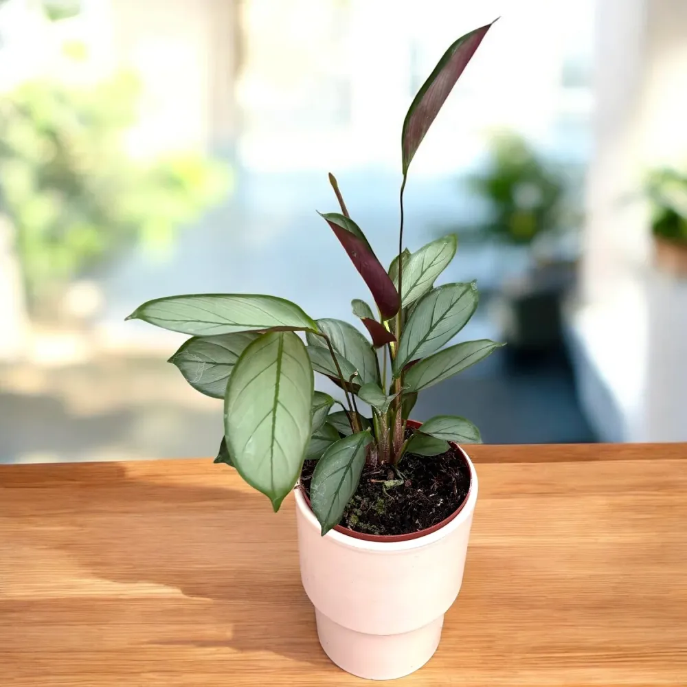 Calathea setosa ‘Silver Star’