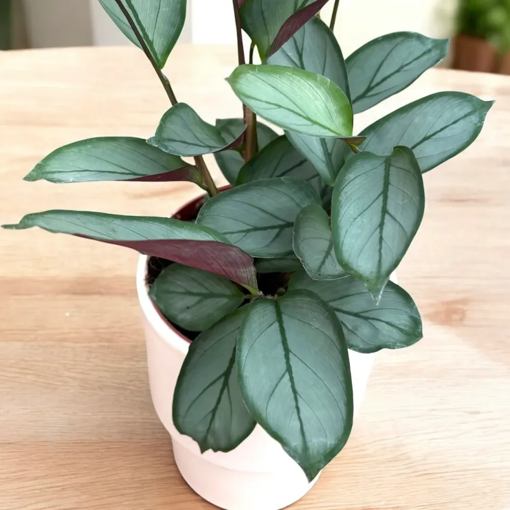 Calathea setosa ‘Silver Star’