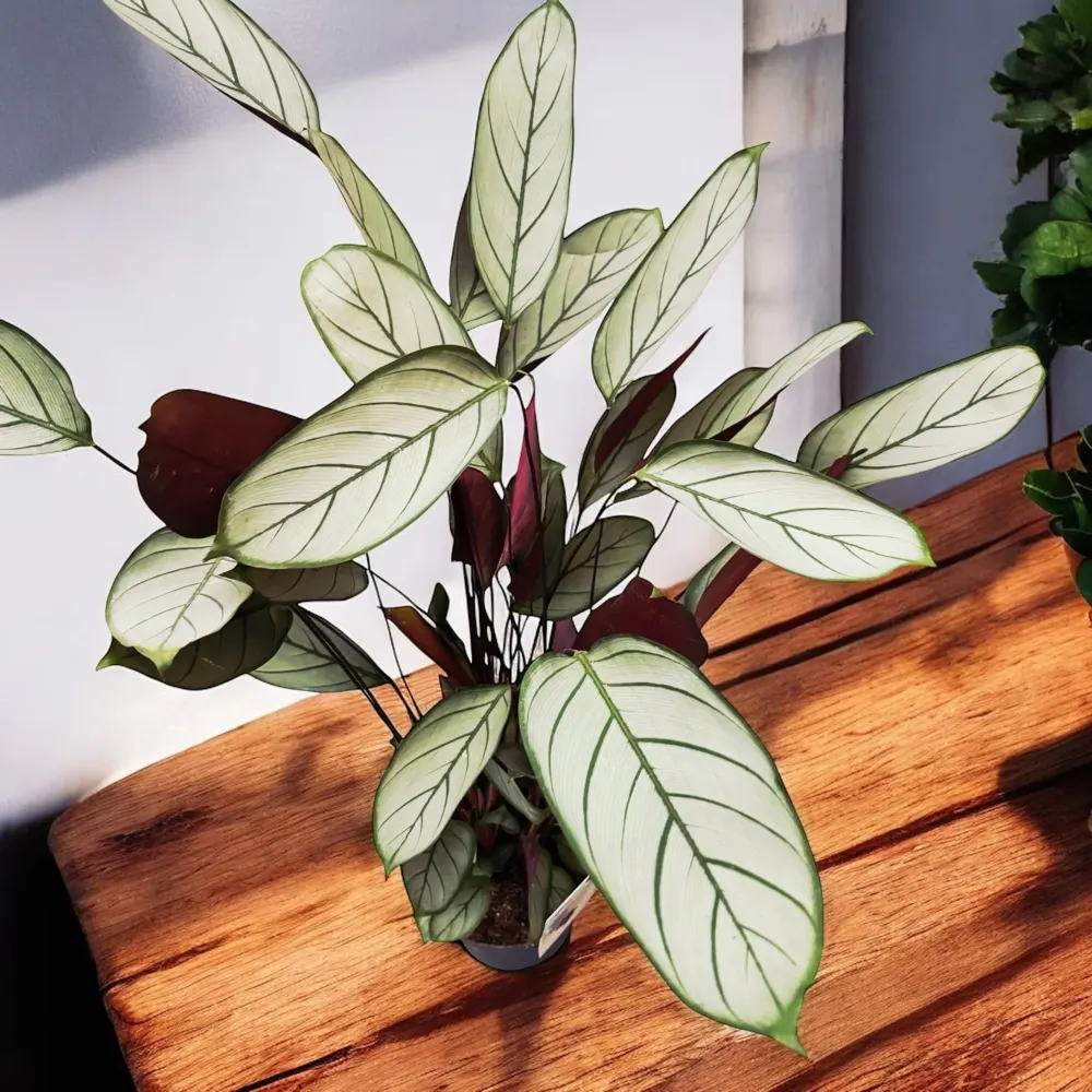 Calathea setosa ‘Silver Star’