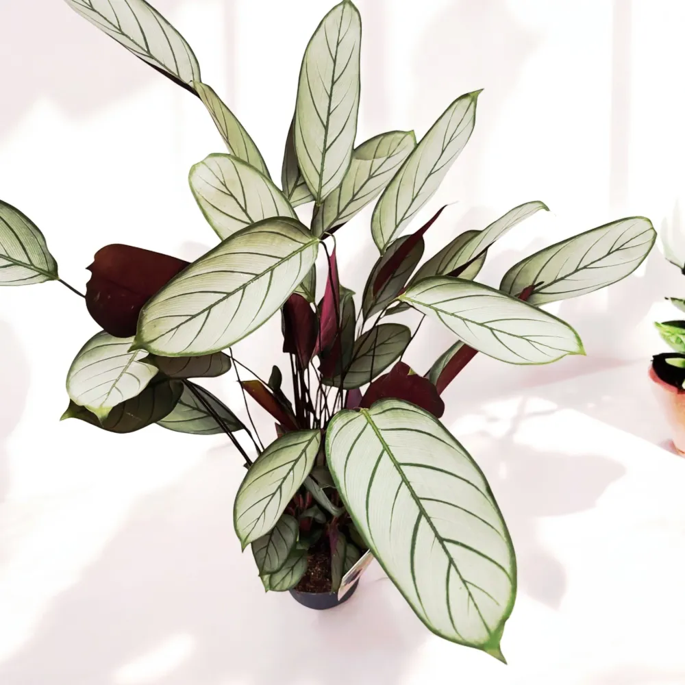 Calathea setosa ‘Silver Star’