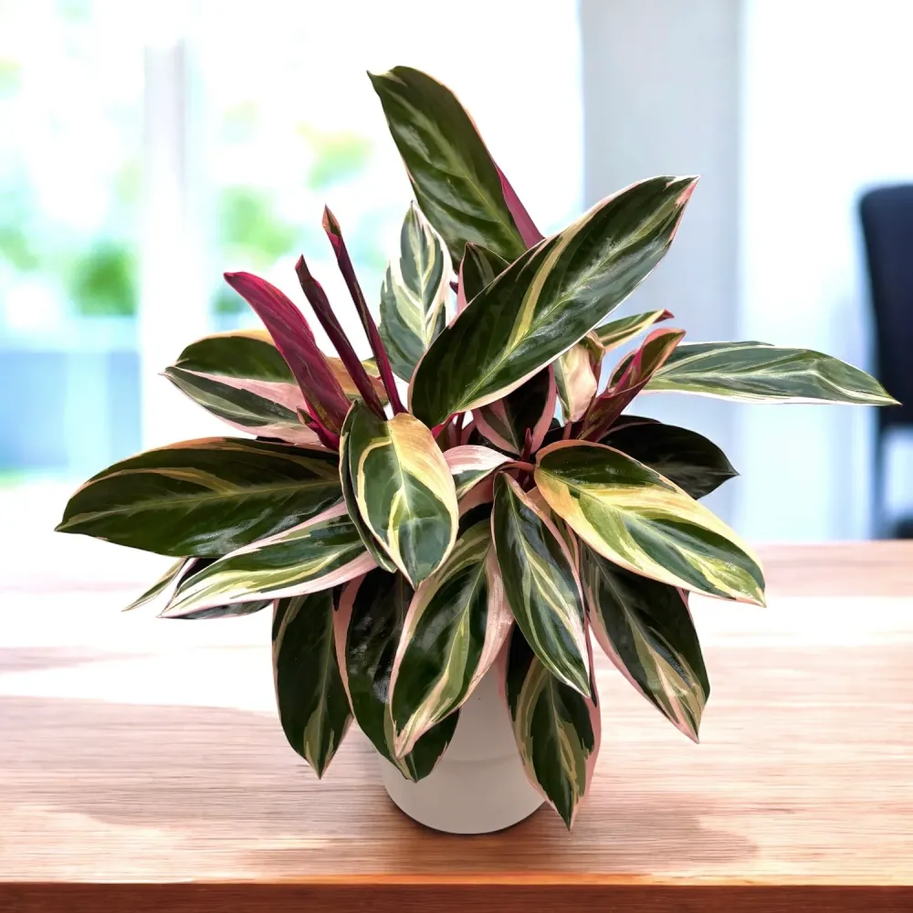 Calathea Triostar (Stromanthe Sanguinea Triostar) D12