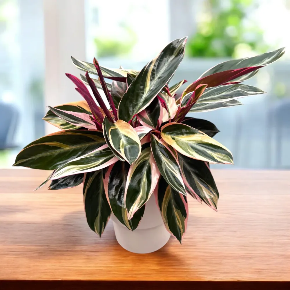 Calathea Triostar (Stromanthe Sanguinea Triostar) D12