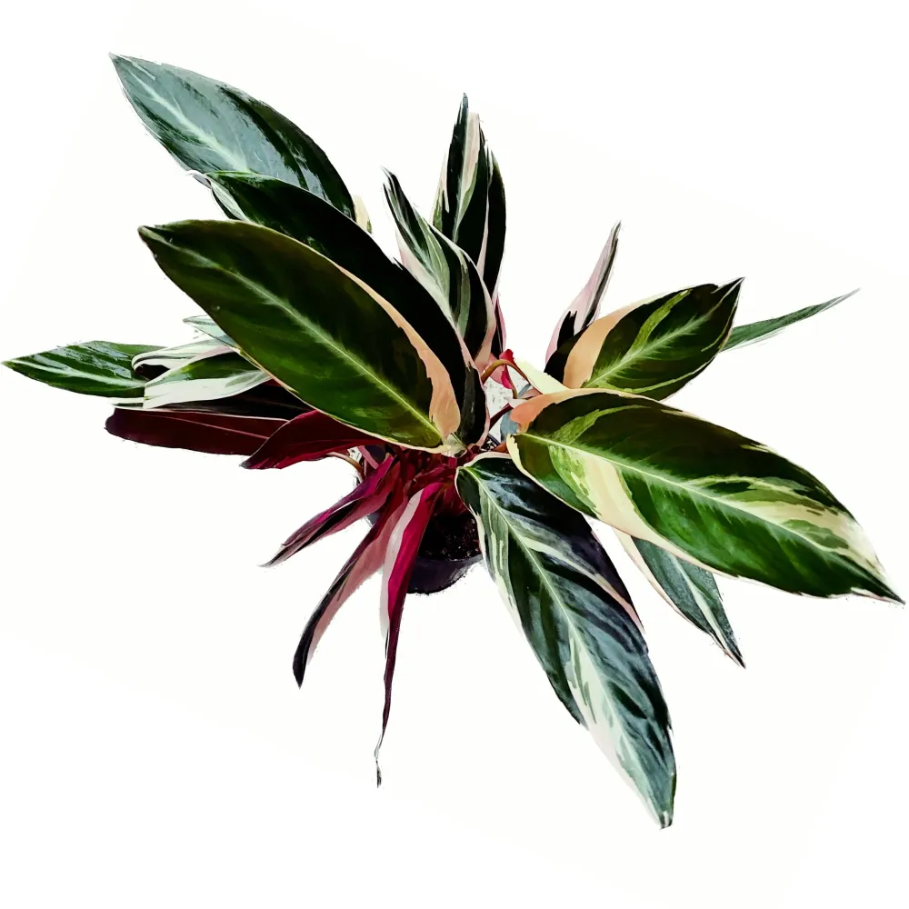 Calathea Triostar (Stromanthe Sanguinea Triostar) D12